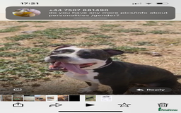 Mixed Breed dogs for adoption: ❤️ HERA the dog with a beautiful heart ❤️ - Image 4
