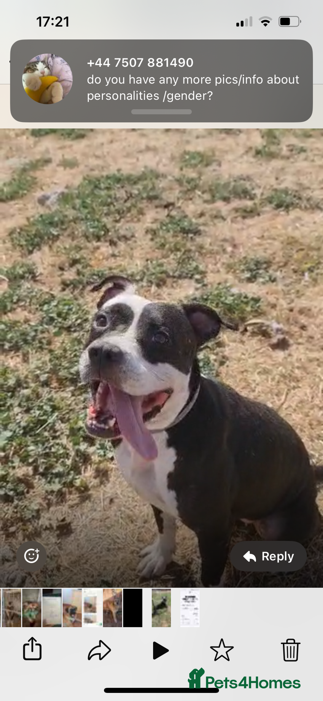 Mixed Breed dogs for adoption: ❤️ HERA the dog with a beautiful heart ❤️ - Image 4