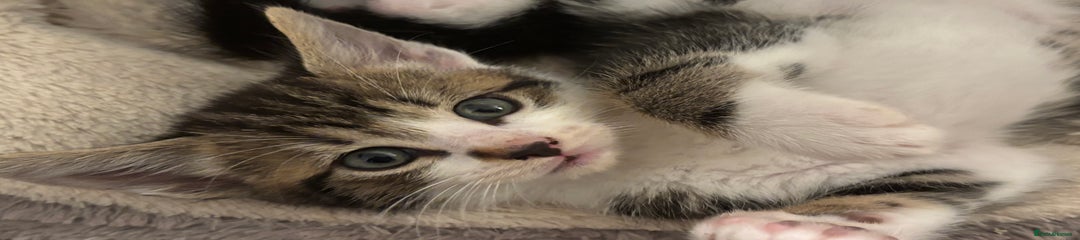 Domestic Shorthair Kitten 1 (Bruno)