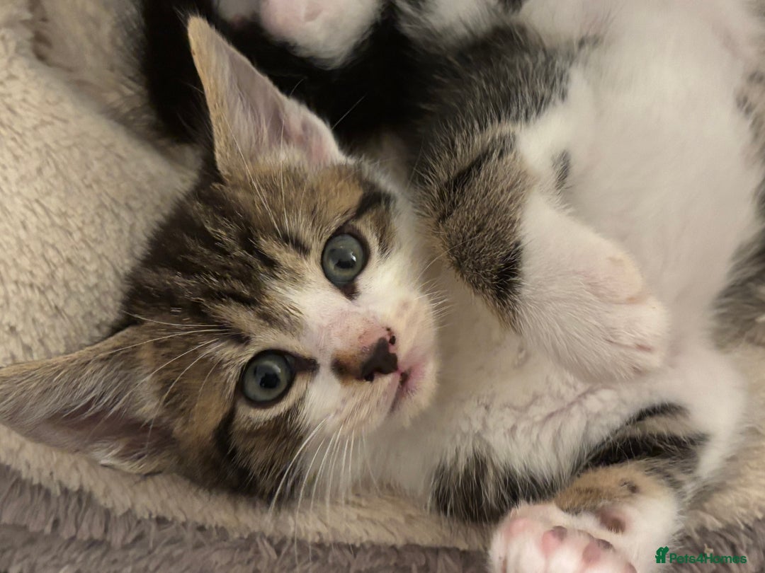 Domestic Shorthair cats for sale: Beautiful friendly Kittens  - Image 8