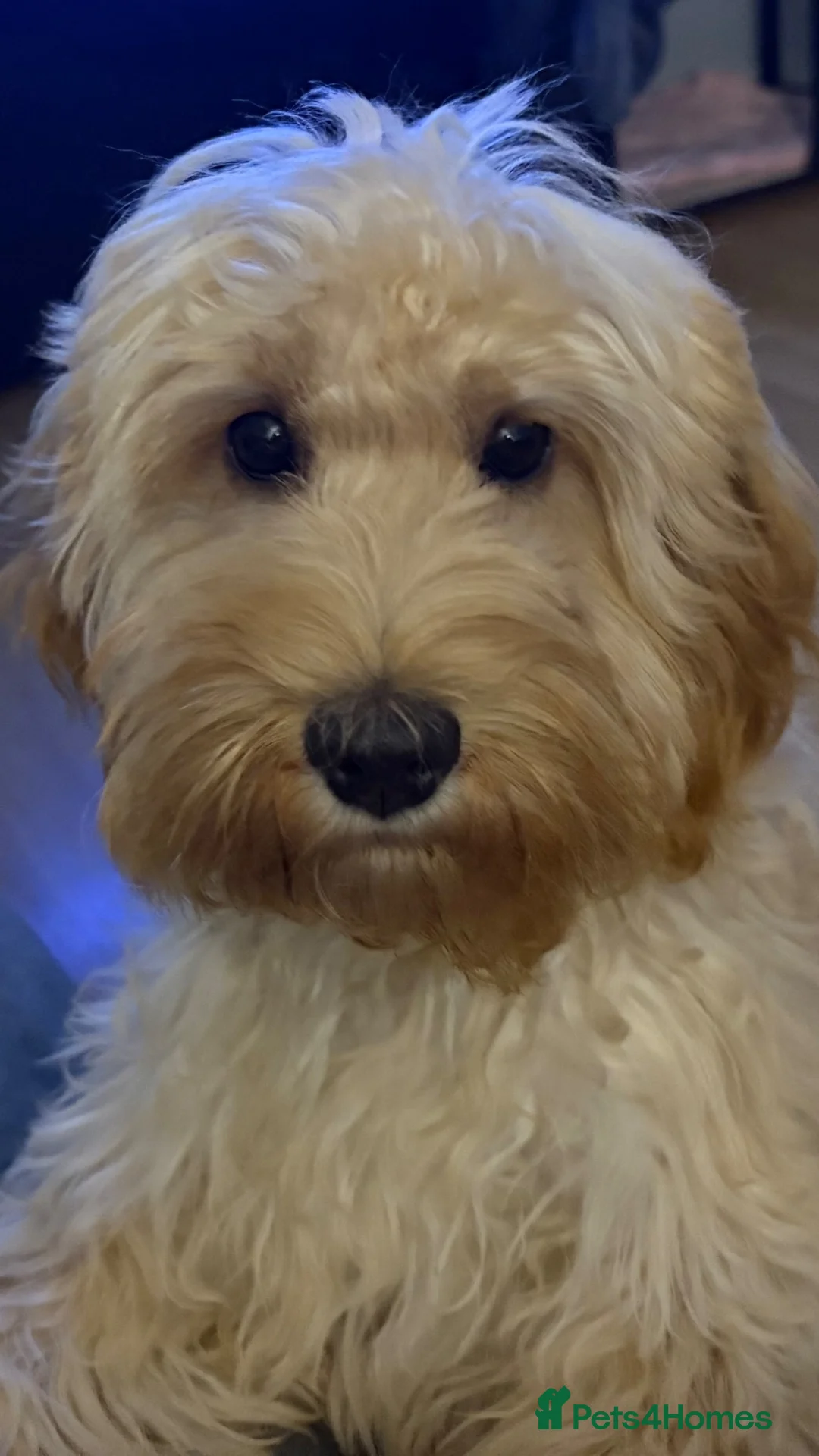 Cockapoo dogs for sale: F2B cockapoo Puppies in Fareham - Advert 1