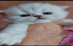 Persian cats for sale: Italian Persian chinchilla kittens♥️🐾 - Image 11