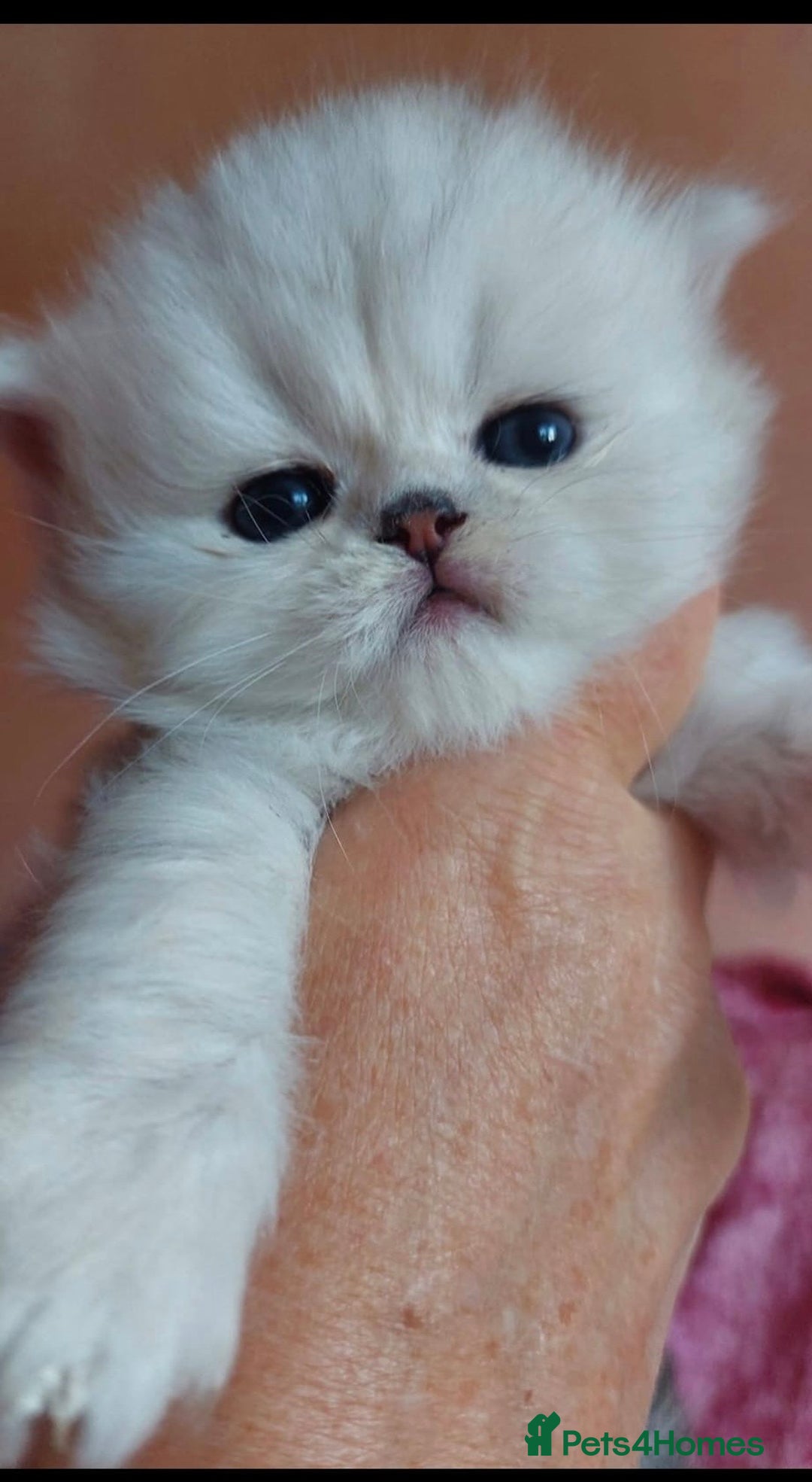 Persian cats for sale: Italian Persian chinchilla kittens♥️🐾 - Image 11