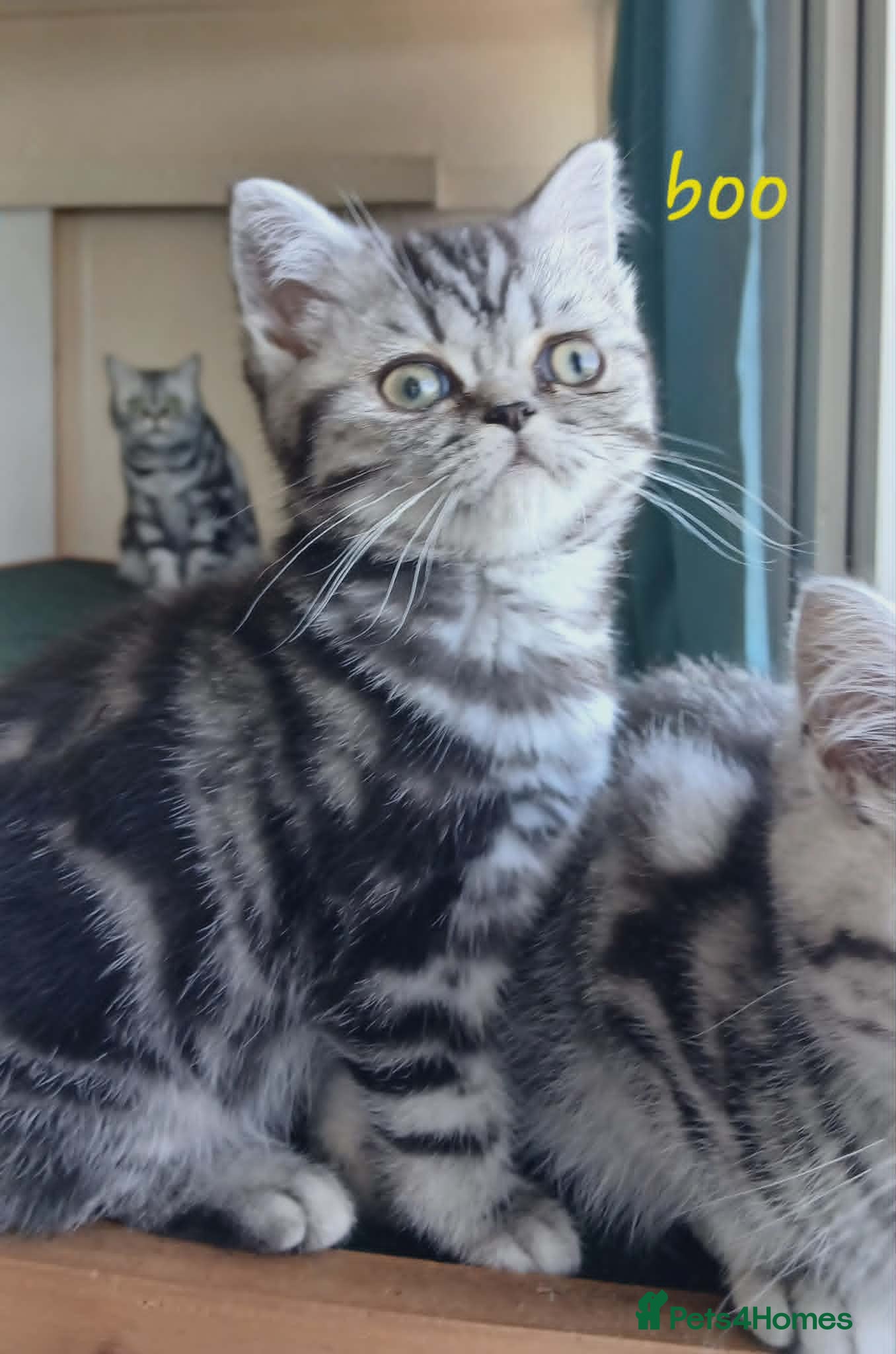 British Shorthair cats for sale: Bsh. Silver Classic Tabby . - Advert 10