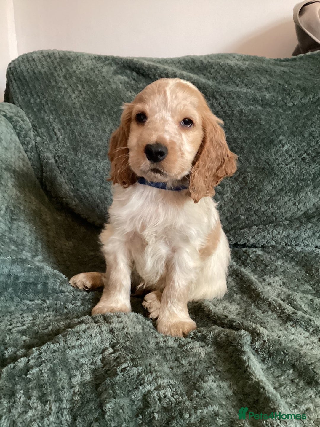Cocker Spaniel dogs for sale: Cocker Spaniel Pups  - Advert 4