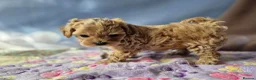 Maltipoo dogs for sale: Stunning Toy Asian & Korean F1 Maltipoo Apricot - Advert 8