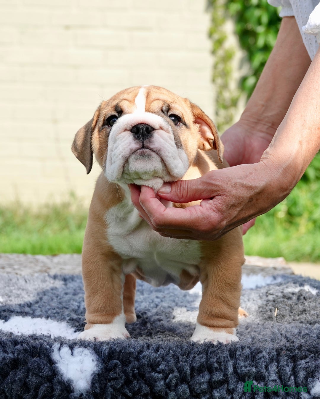English Bulldog dogs for sale: Stunning little girl ready to go this weekend  - Image 3