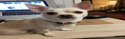 Chihuahua dogs for sale: Male deer head chihuahua - Advert 7