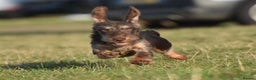 Miniature Dachshund dogs for stud: Miniature wire hair stud (crufts qualified) in Bridge of Weir - Advert 7