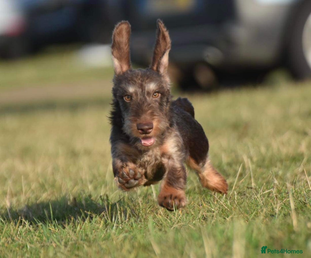 Miniature Dachshund dogs for stud: Miniature wire hair stud (crufts qualified) in Bridge of Weir - Image 7