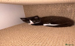 Brazilian Shorthair cats for sale: Kittens for sale - Image 5