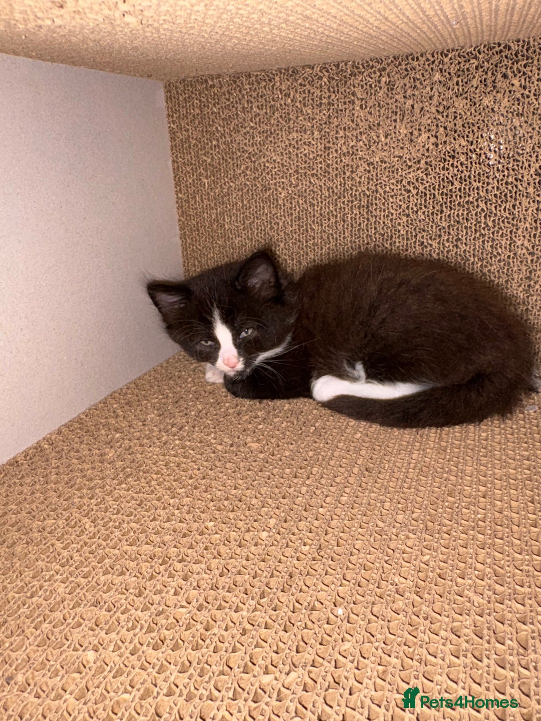Brazilian Shorthair cats for sale: Kittens for sale - Image 5