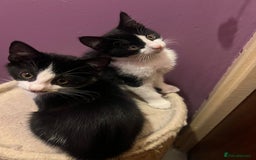 Mixed Breed cats for adoption: Rescue kittens need forever homes - Image 2