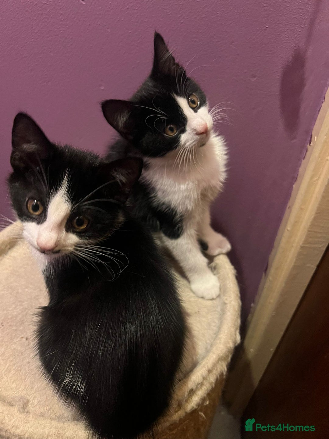 Mixed Breed cats for adoption: Rescue kittens need forever homes - Image 2