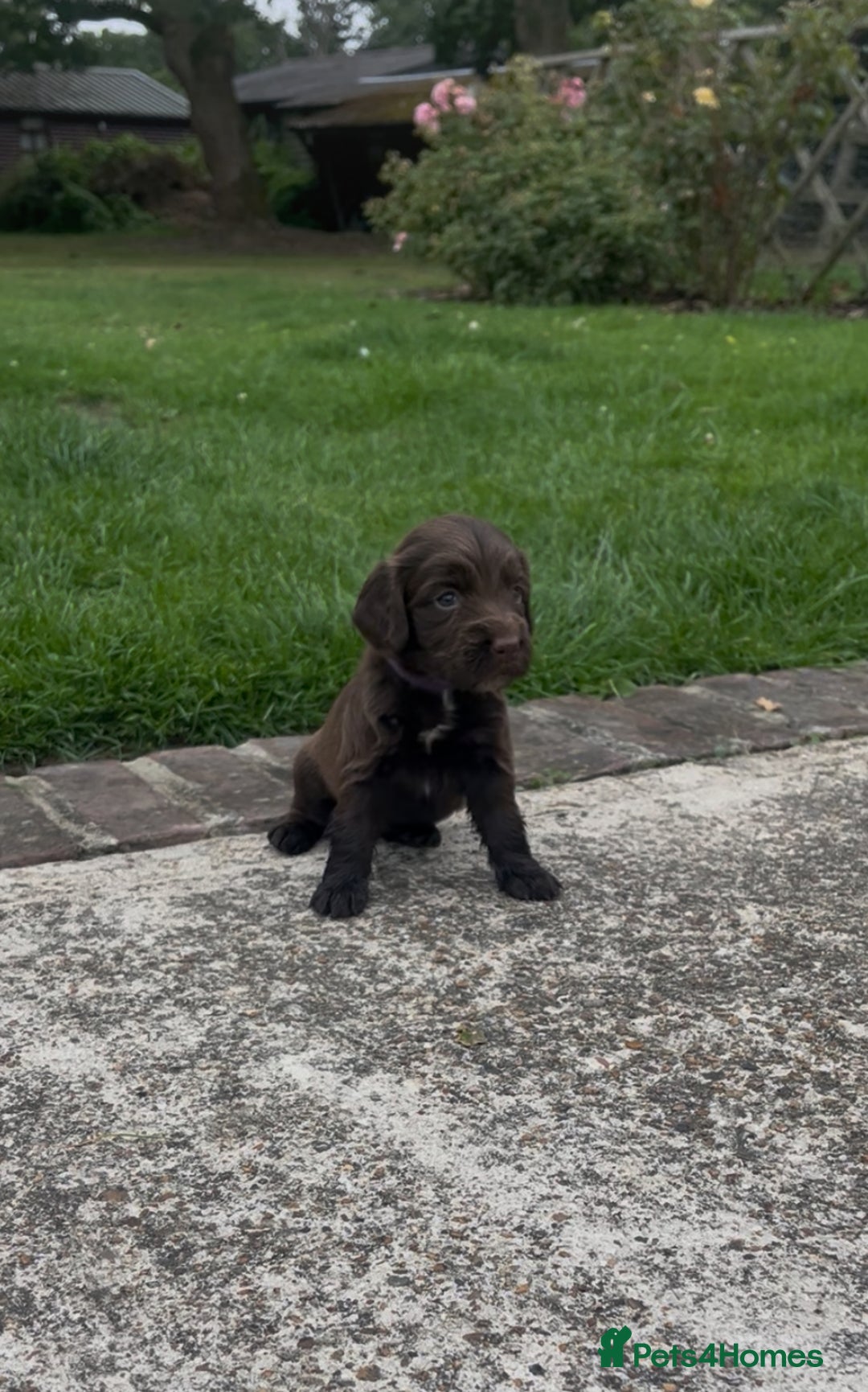 Cocker Spaniel dogs for sale: Adorable cocker spaniel puppies  - Image 16