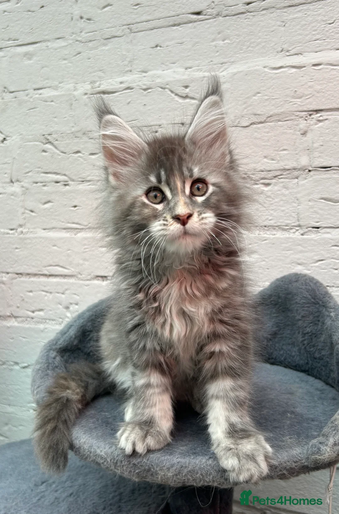 Maine Coon cats for sale: TICA reg Pedigree Maine Coon Kittens  - Advert 23