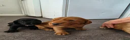 Cocker Spaniel dogs for sale: Cocker spaniel puppies - Advert 6