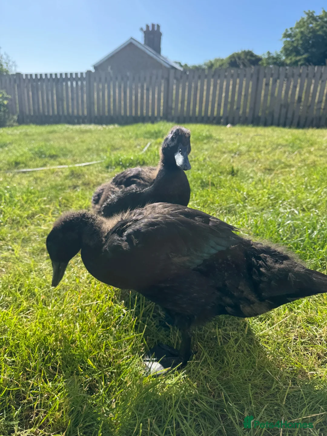 Ducks poultry for sale: Cayuga Ducks for rehome in Grimsby - Advert 2