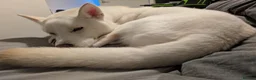 Siberian Husky dogs for sale: The Beautiful Ghost in Dunfermline - Advert 5