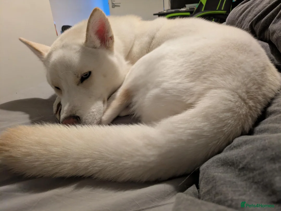Siberian Husky dogs for sale: The Beautiful Ghost in Dunfermline - Advert 5