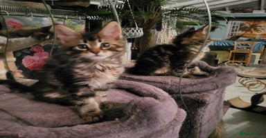 Maine Coon cats - Advert 4