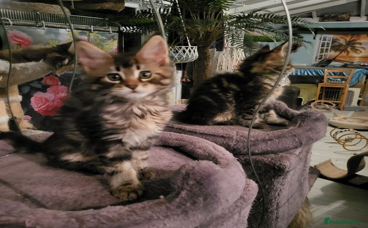 Maine Coon cats - Advert 10