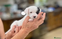Parson Russell dogs for sale: Kennel Club Parsons Champions - Image 8