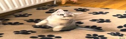 British Shorthair cats for sale: GCCF/TICA British Shorthair Kittens–Champion Lines - Advert 25
