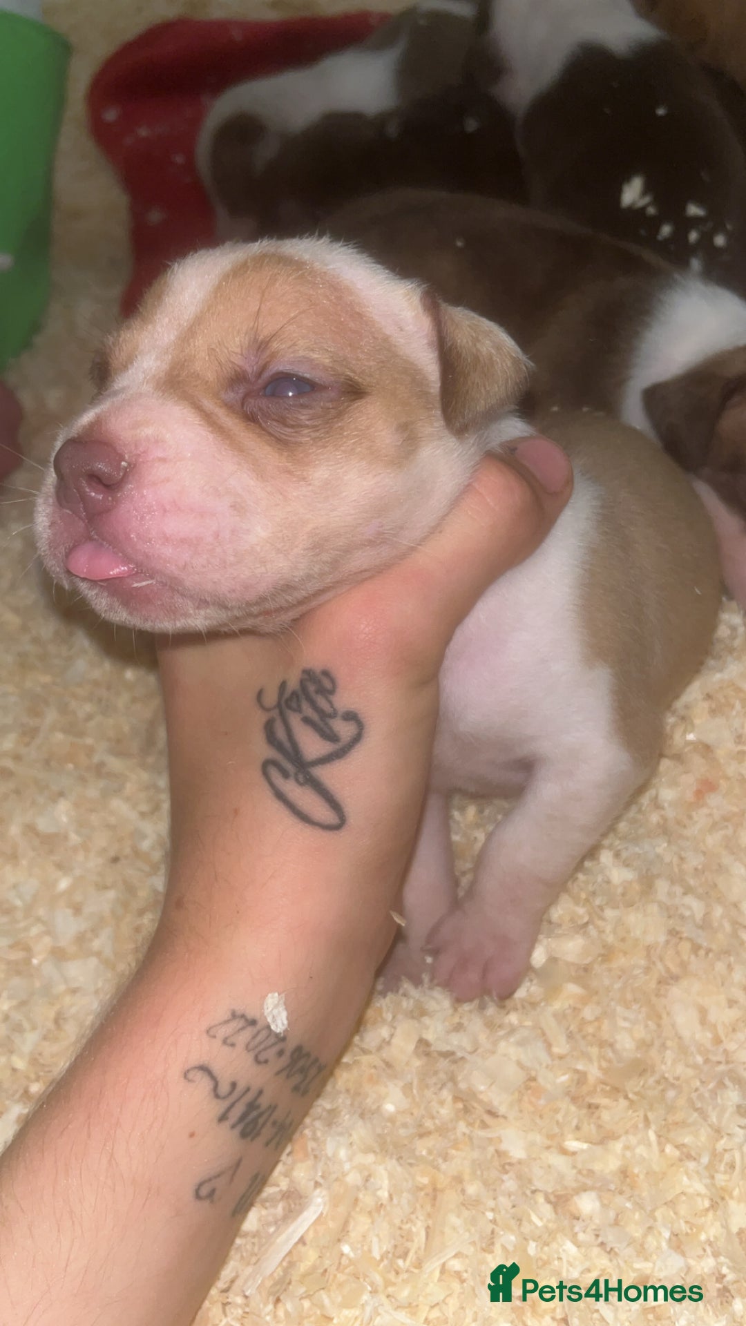 American Bull Staffy dogs for sale: 5 Girls 3 Boys American bull staffy pups  - Advert 5