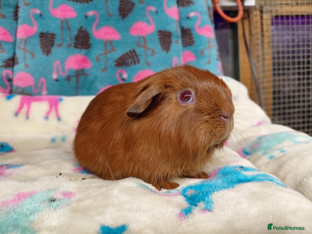 Guinea Pig rodents for sale: Baby Golden Boars / Young Adult Sheltie Boar  RTL  - Advert 15