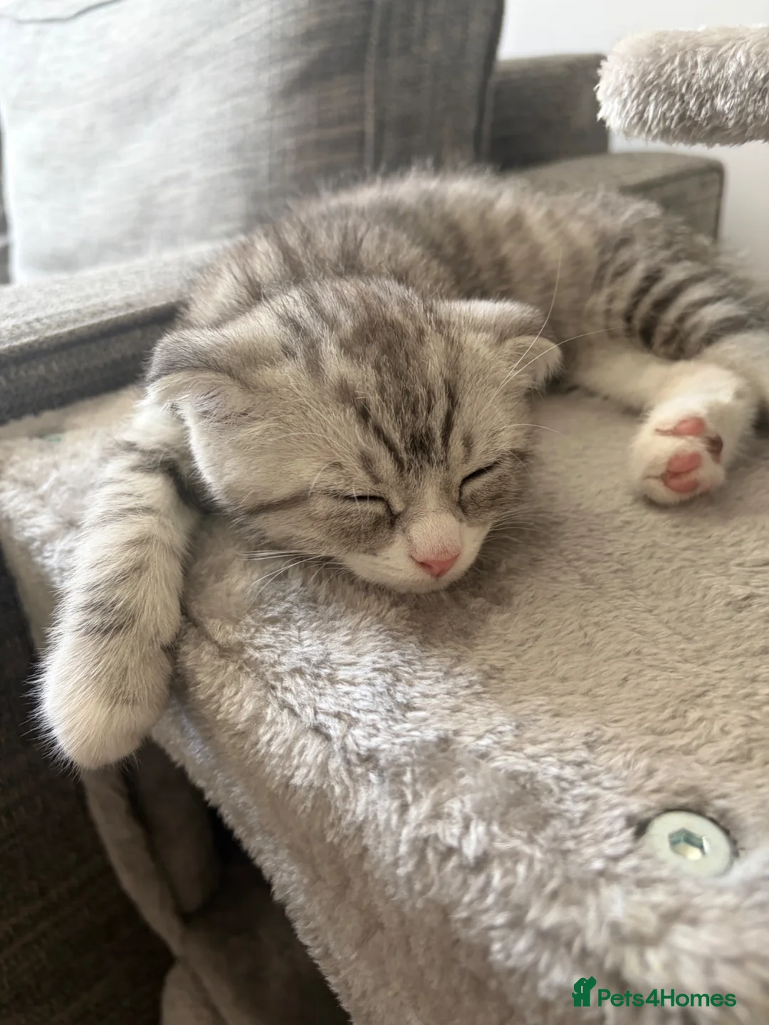 Scottish Fold cats for sale: Kitten looking for new home  - Advert 1