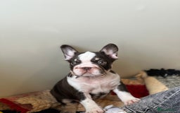 French Bulldog dogs for sale: French Bulldog Puppies  - Image 6