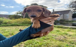 Miniature Dachshund dogs for sale: READY NOW Shaded Red Boy Mini dachshund! Last one! - Image 2