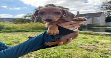 Miniature Dachshund dogs - Advert 11