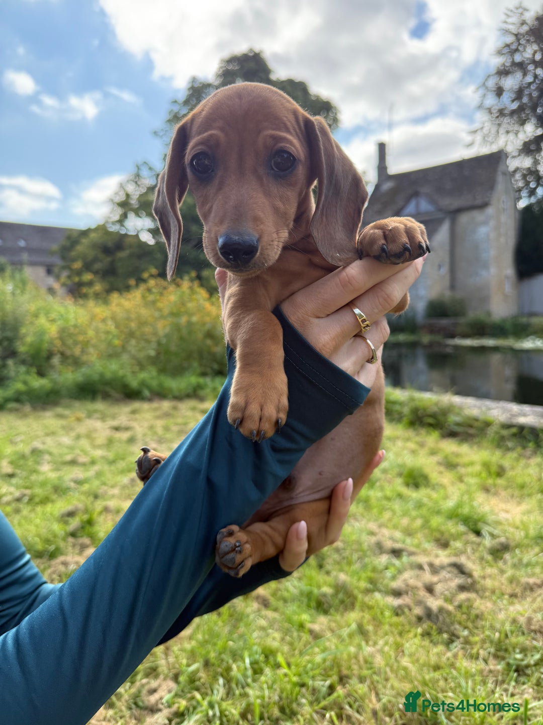 Miniature Dachshund dogs for sale: READY NOW Shaded Red Boy Mini dachshund! Last one! - Image 2