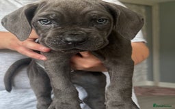 Cane Corso dogs for sale: Beautiful Cane Corso puppies for sale  - Image 25