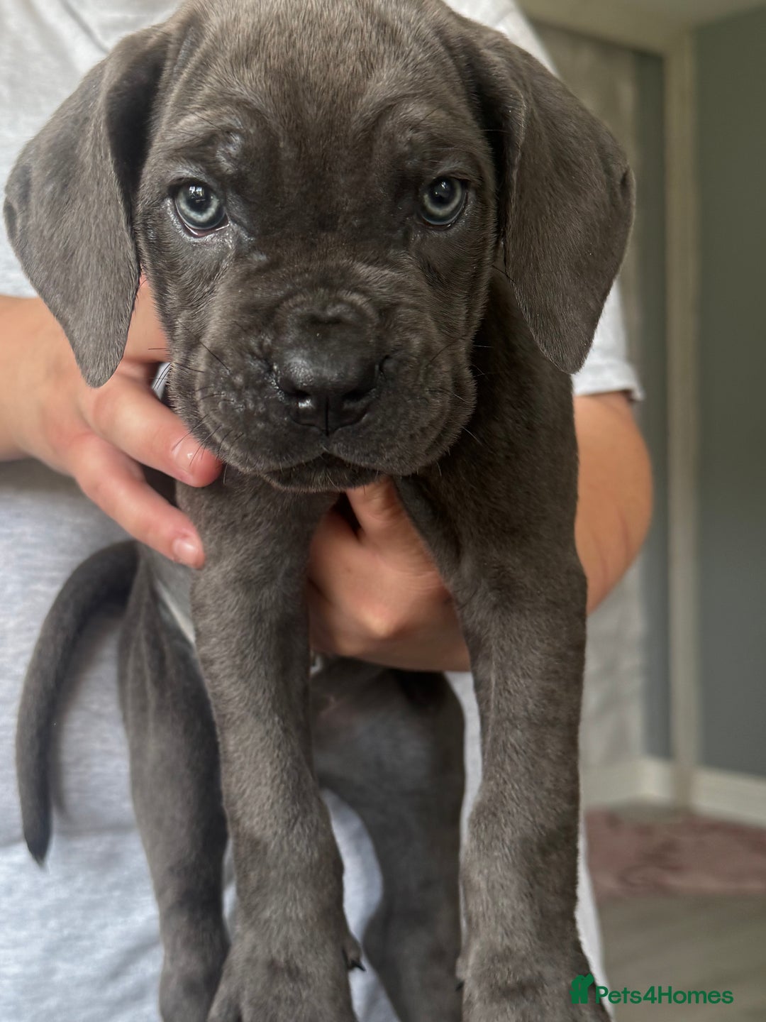 Cane Corso dogs for sale: Beautiful Cane Corso puppies for sale  - Image 25
