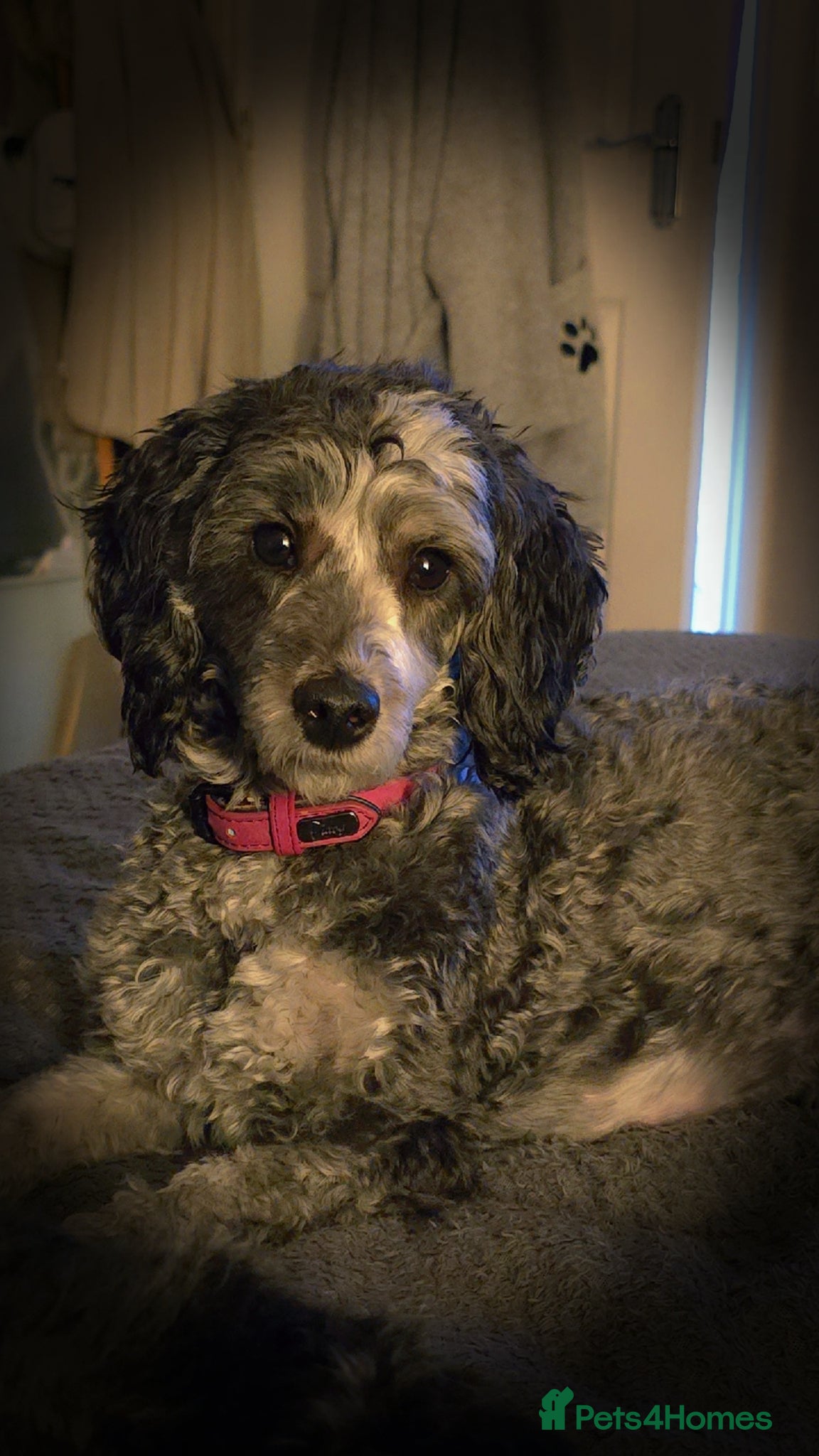 Mixed Breed dogs for sale: Toy poodle x Mini Poodle in Sheffield - Advert 2
