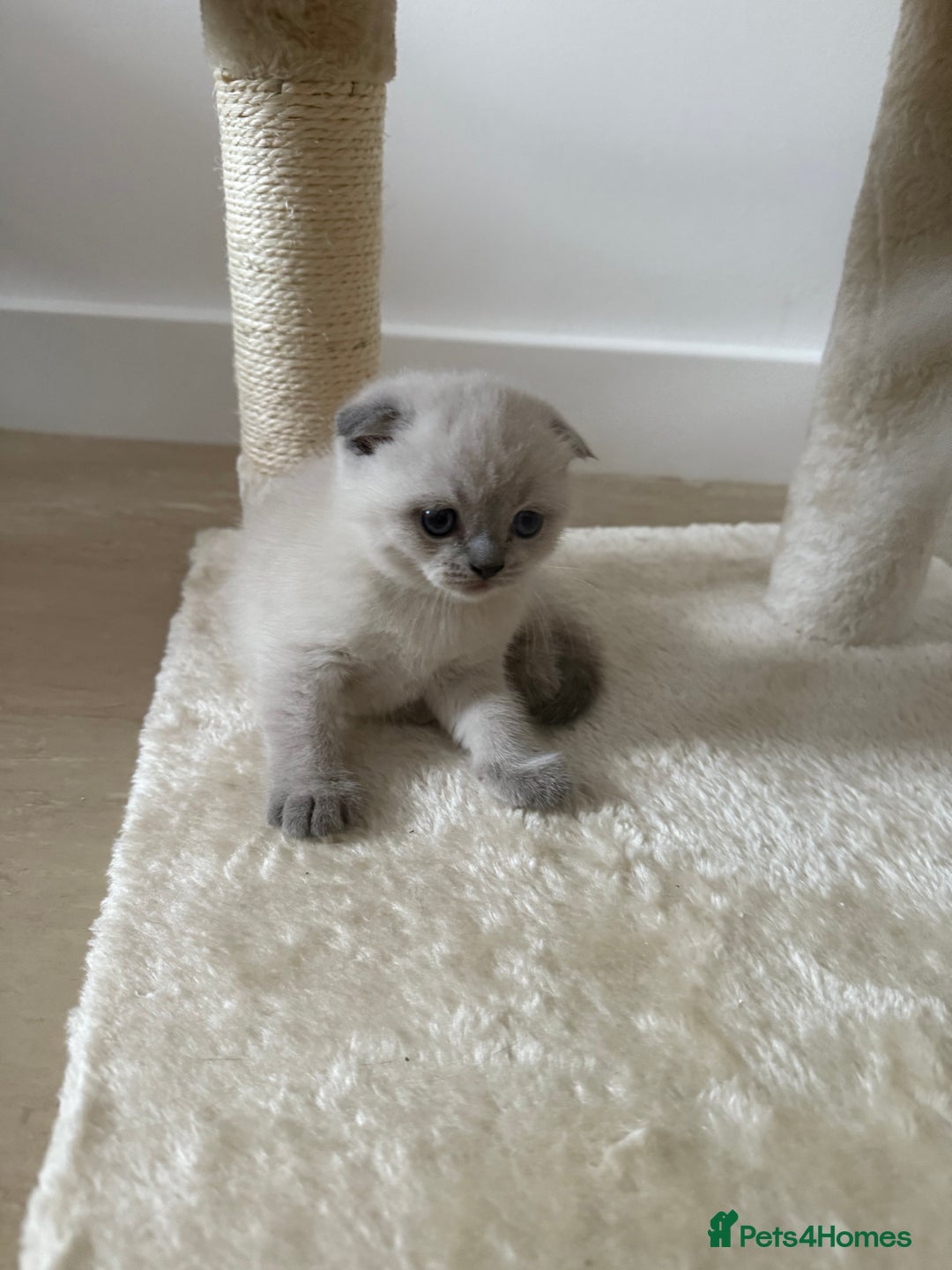 Scottish Fold cats for sale: Scottish Fold Kittens  - Advert 7