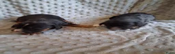 Cocker Spaniel dogs for sale: 6 stunning working cocker spaniels - Advert 14