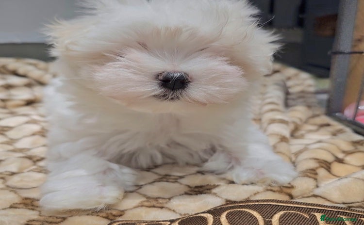 Maltese dogs - Advert 5