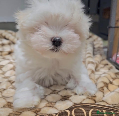 Maltese dogs - Advert 5