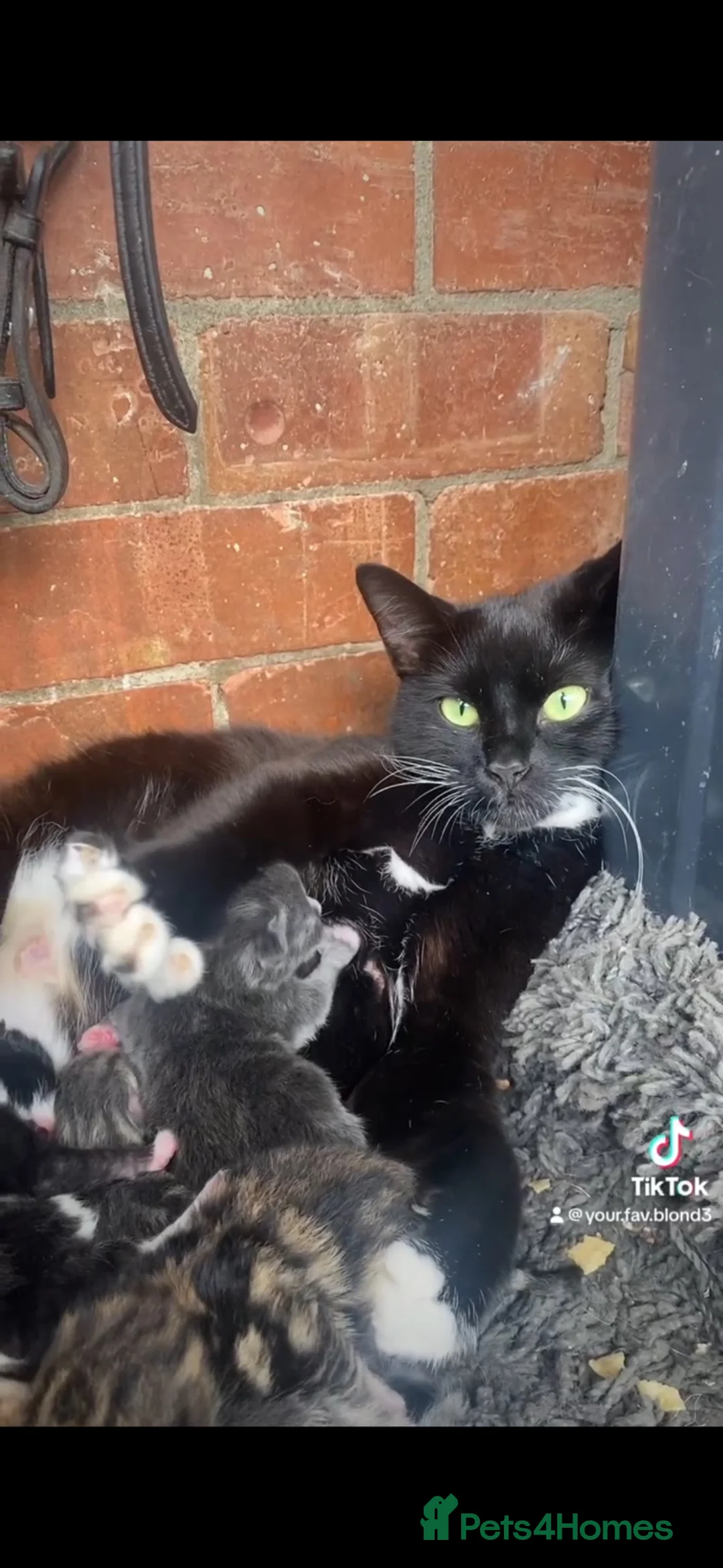 Mixed Breed cats for sale: 3 stunning grey/white & black Calico Kittens - Advert 2