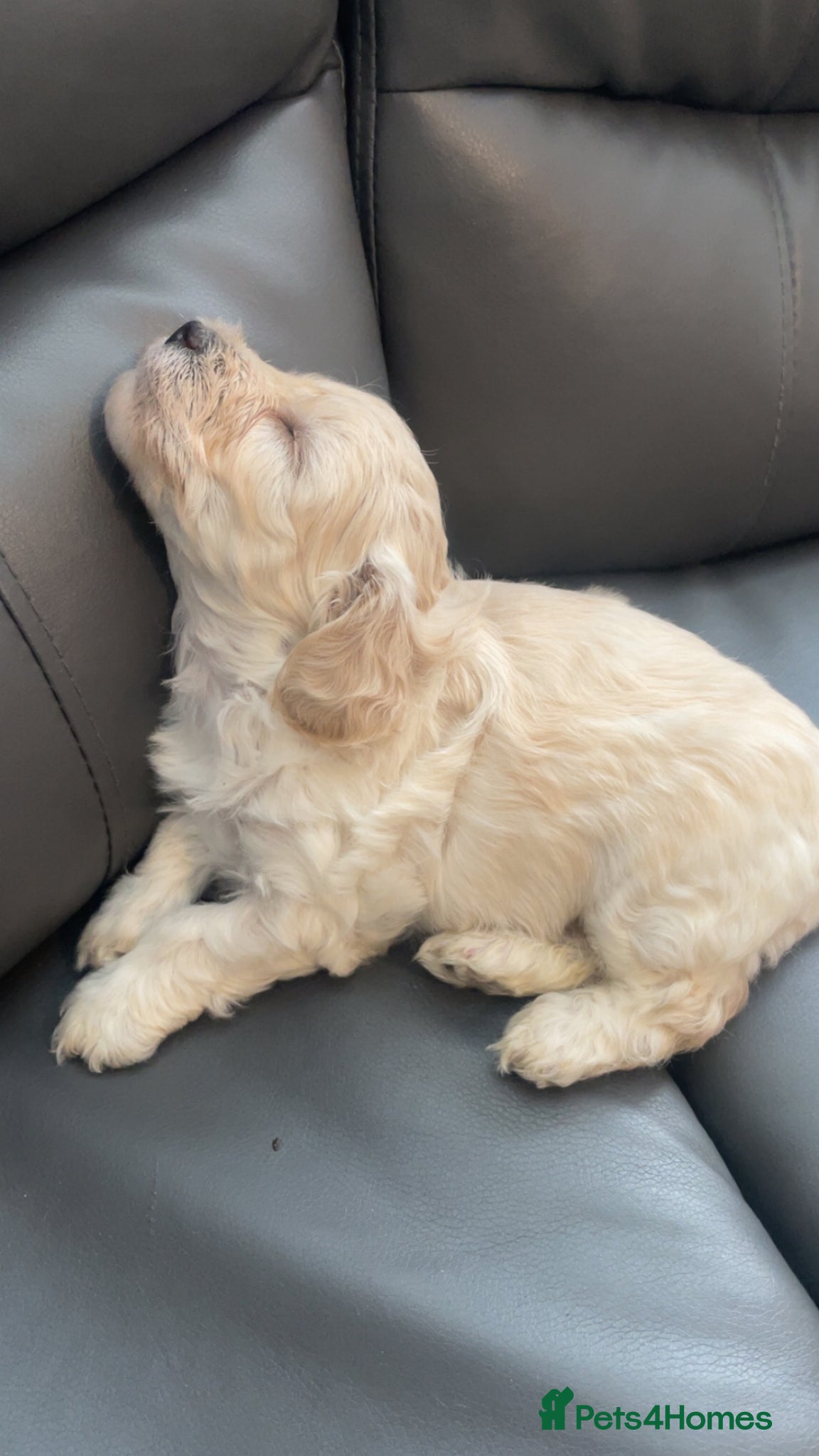 Poochon dogs for sale: Ready to leave NOW poochons🐶❤️ - Advert 11