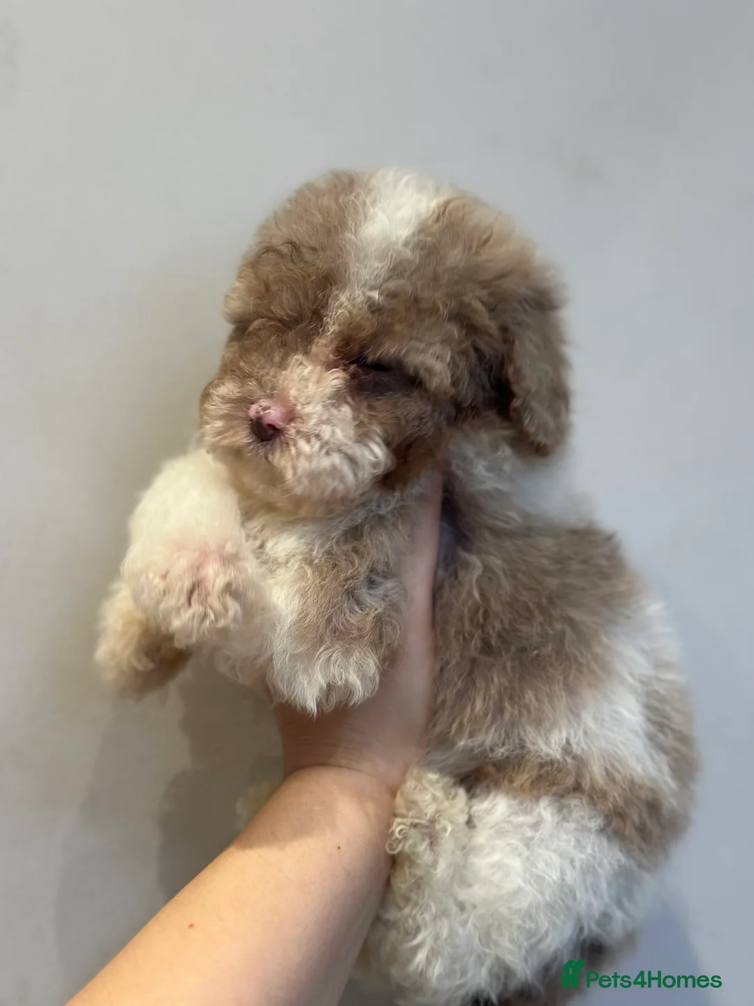 Cavapoo dogs for sale: Exceptional F2 Cavapoo Puppies - HomeRaised  - Advert 12