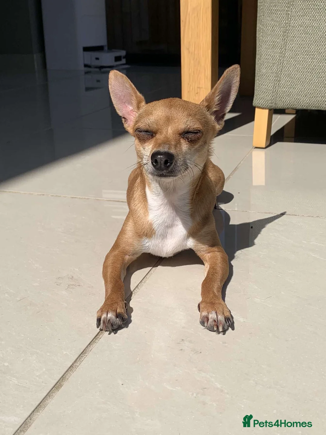 Chihuahua dogs for sale: Mum and daughter chihuahuas  - Advert 11