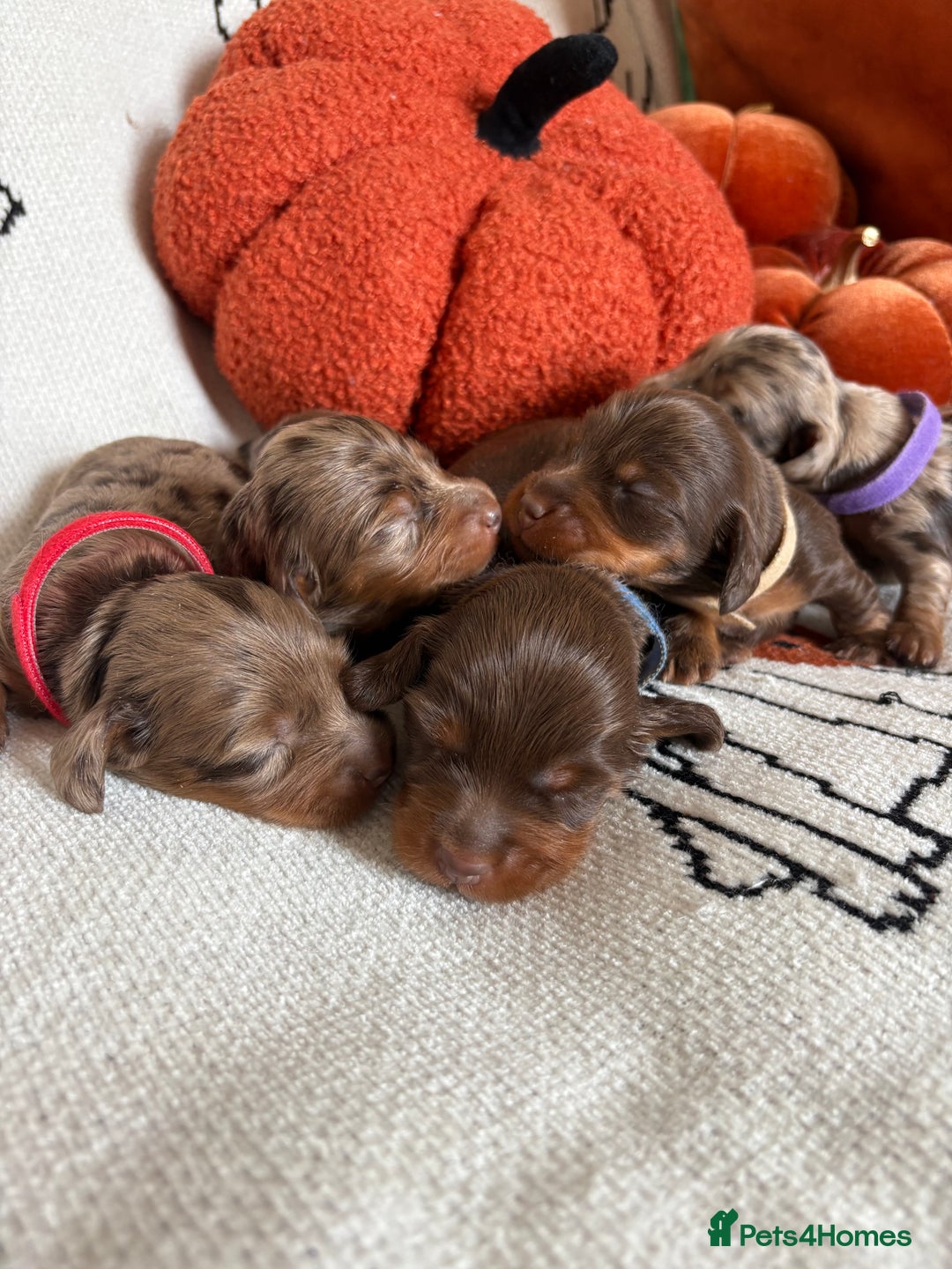 Miniature Dachshund dogs for sale: Longhair miniature dachshund  - Image 4