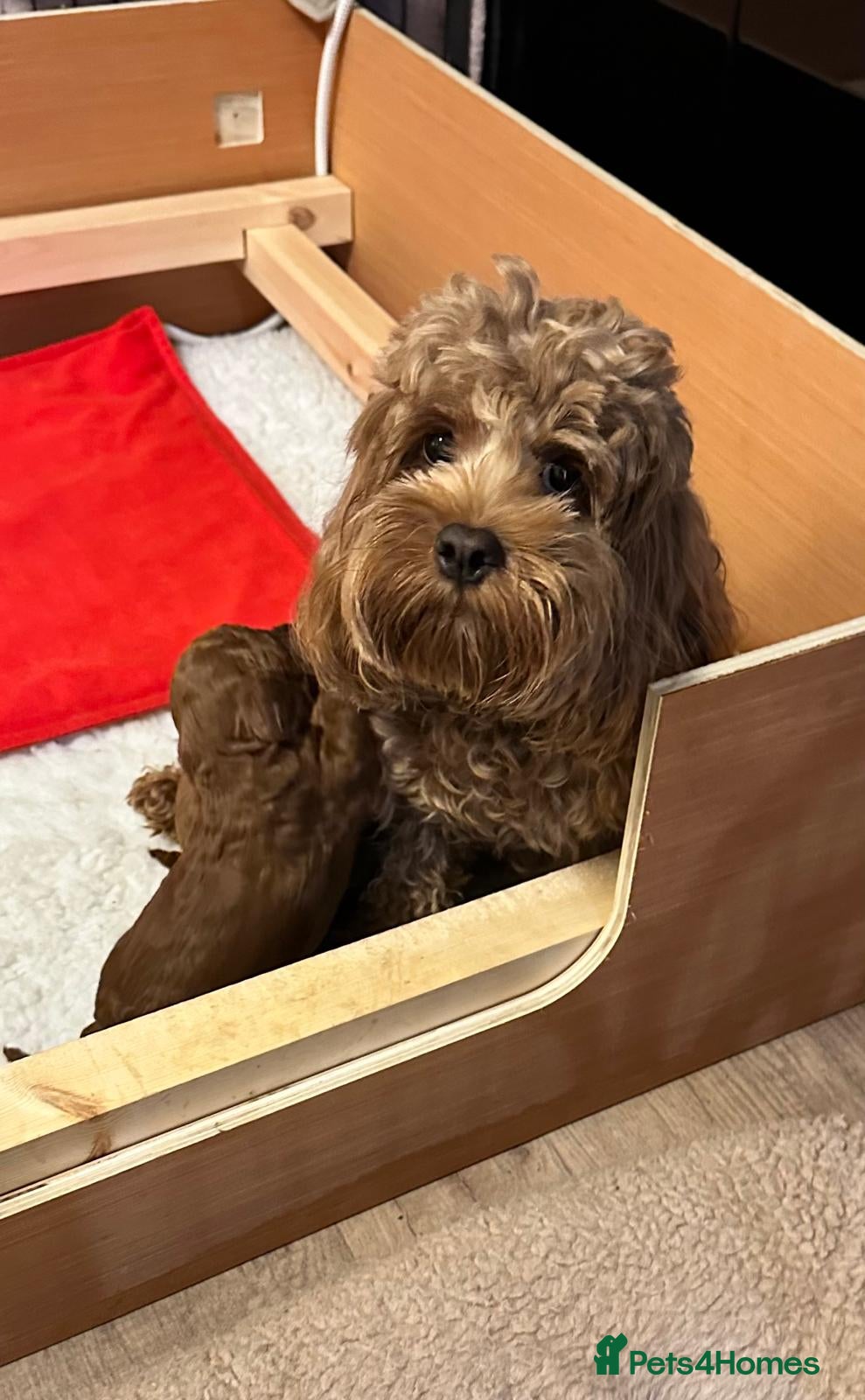 Cockapoo dogs Beautiful Cockapoo Puppies – Ready Soon 🐾 - Advert 1