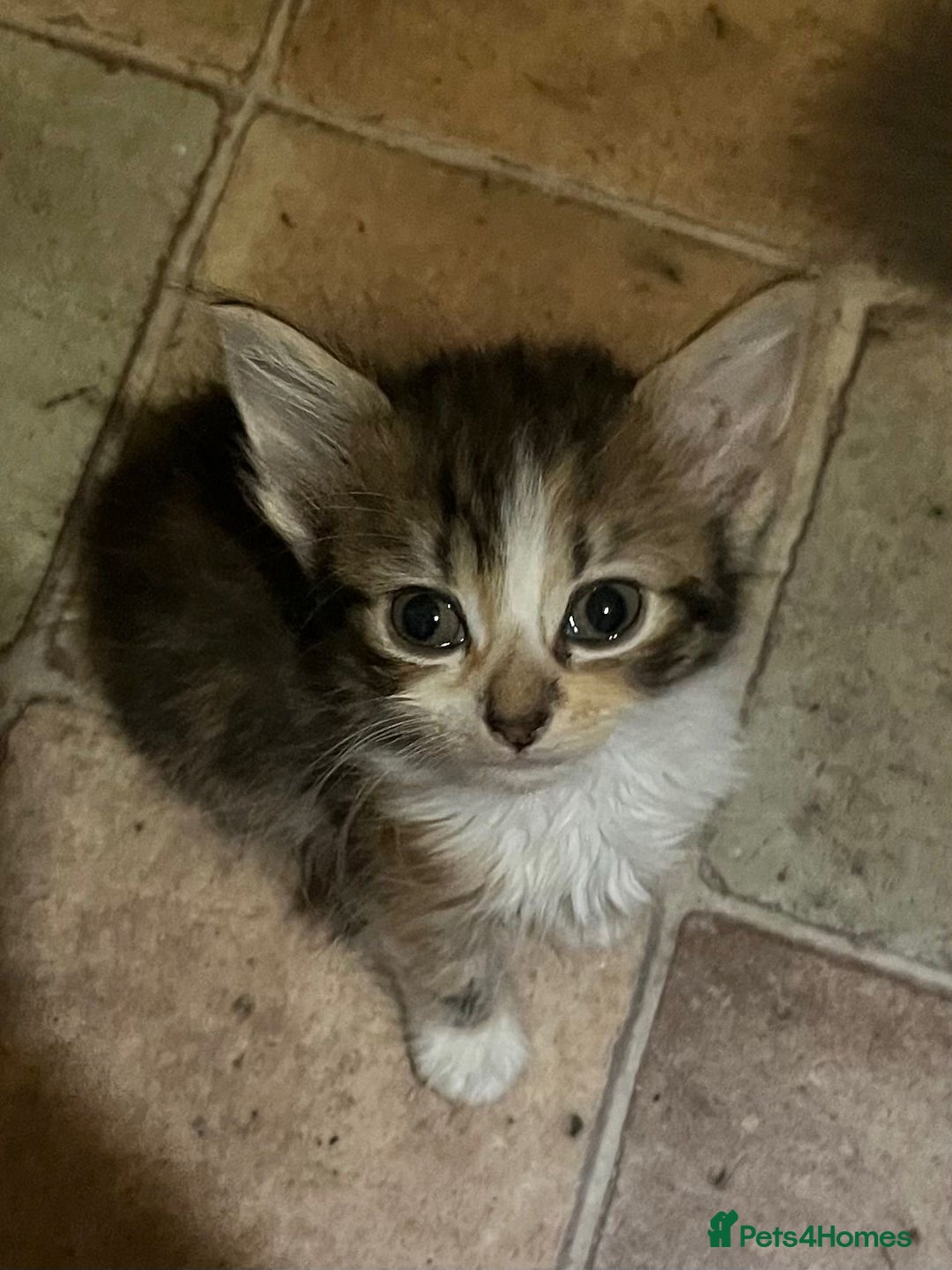 Mixed Breed cats for sale: Beautiful mixed kittens  - Image 6