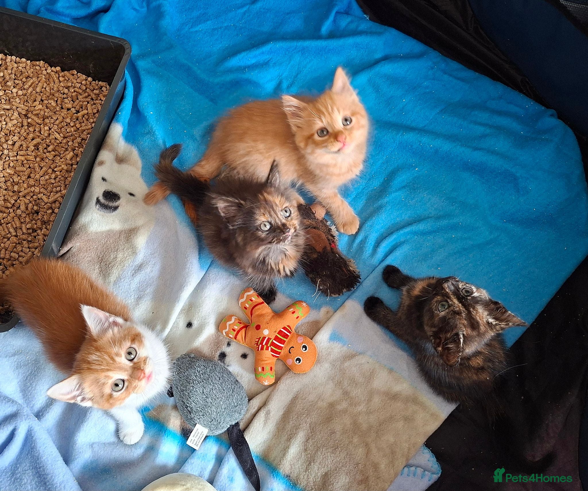 Mixed Breed cats Gorgeous kittens, mix of short & long hair - Advert 6